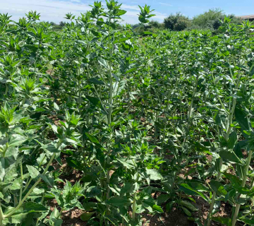 Carthamus tincorius L.