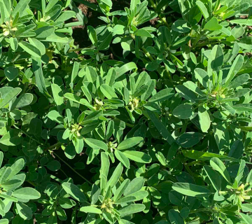 Trigonella foenum-graecum L.