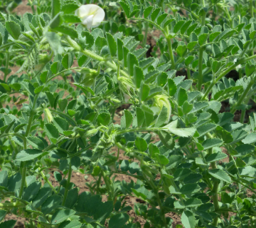 Vicia sativa L.
