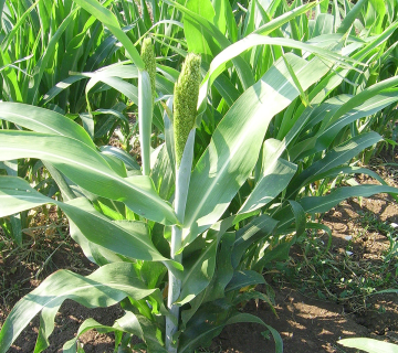 Сорго (Sorghum vulgare L.)