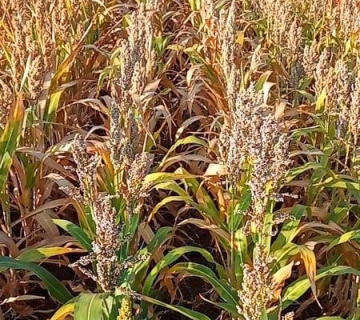 Сорго (Sorghum vulgare L.)