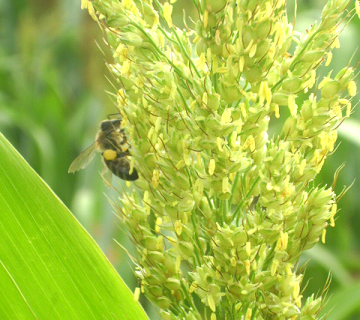 Сорго (Sorghum vulgare L.)