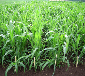 Sorghum vulgare var. sudanense