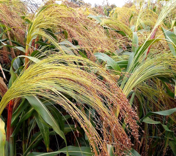 Sorghum vulgare var. technicum [Körn.]