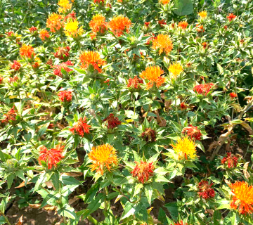 Carthamus tinctorius L.