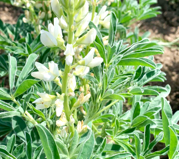 Lupinus albus L.