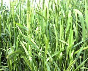 Agropyron cristatum L.