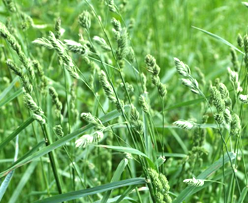 Dactylis glomerata L.