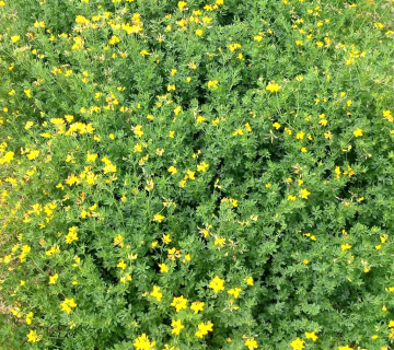 Lotus corniculatus L.