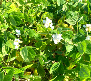 Lablab (Lablab purpureus (L.) Sweet)