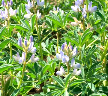 Lupinus Purple