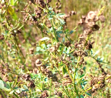 Medicago sativa L.