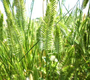 Agropyron desertorum Fisch.