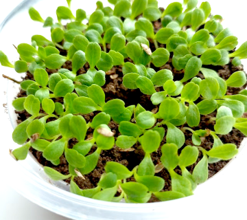 Laboratory experience