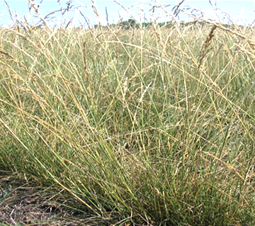 Festuca arundinacea Schreb
