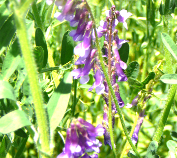 Vicia sativa L.
