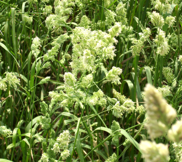 Dactylis glomerata L.