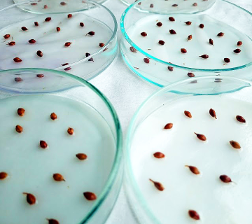 Laboratory germination