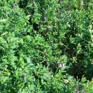 Люцерна (Medicago sativa L.)