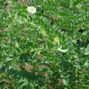 Обикновен фий (Vicia sativa L.)