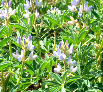 Лилава лупина (Lupinus Purple)