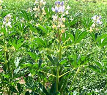 Лилава лупина (Lupinus Purple)